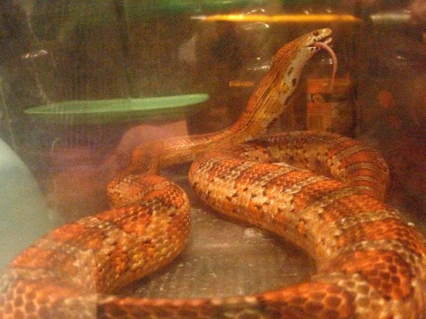 Carolina Snake