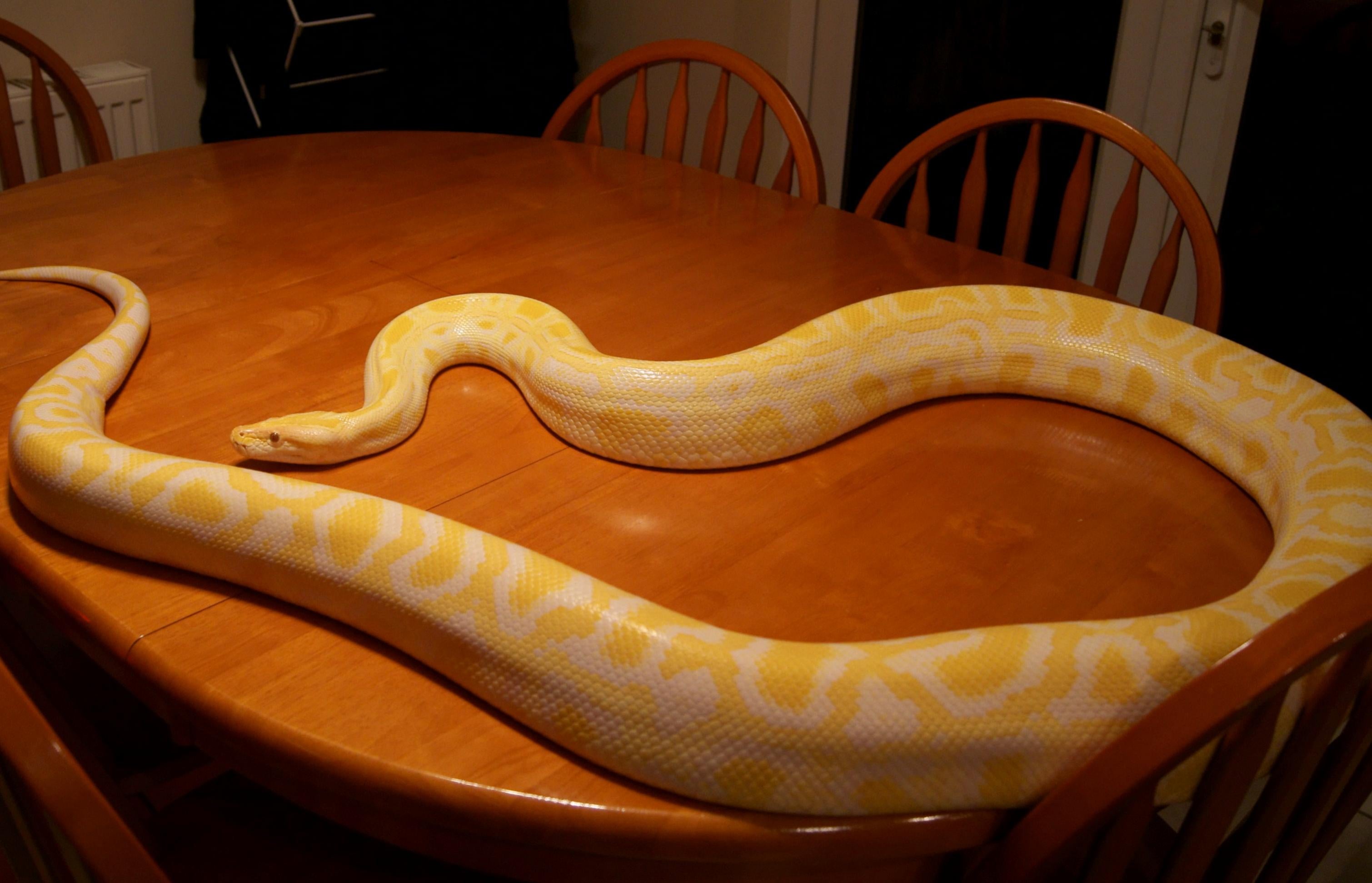 sw-england-albino-burmese-python-male-reptile-forums