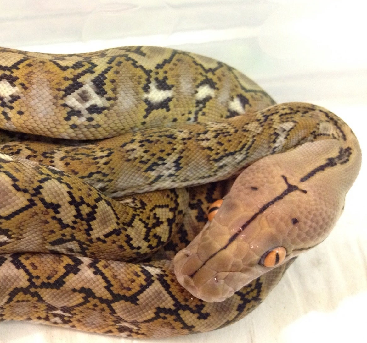 SW England - Super Dwarf Reticulated Python | Reptile Forums