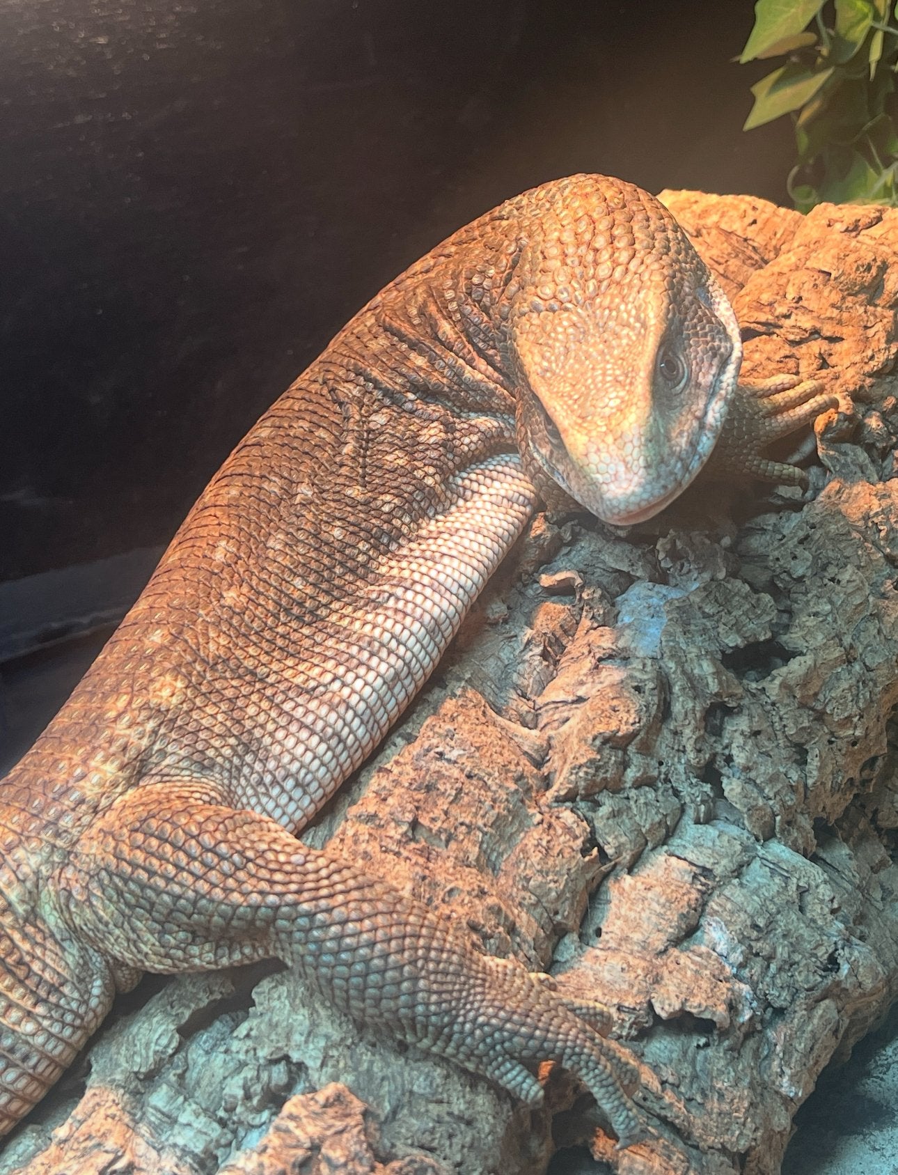 Bosc Monitor for sale | Reptile Forums