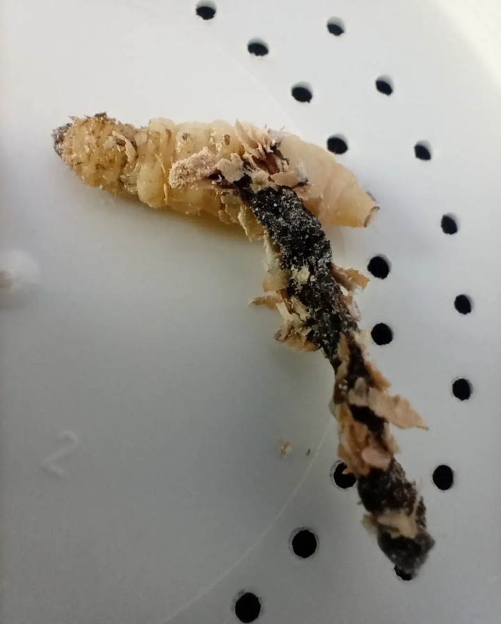 Wax worm fungus??