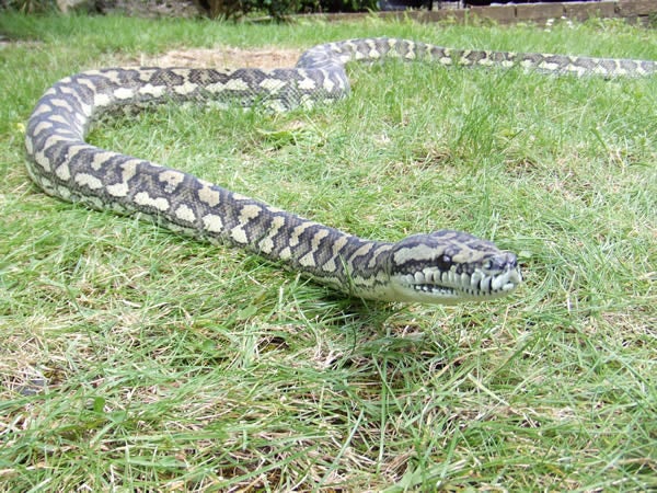 Coastal Carpet Python - free to experienced/knowledgeable home
