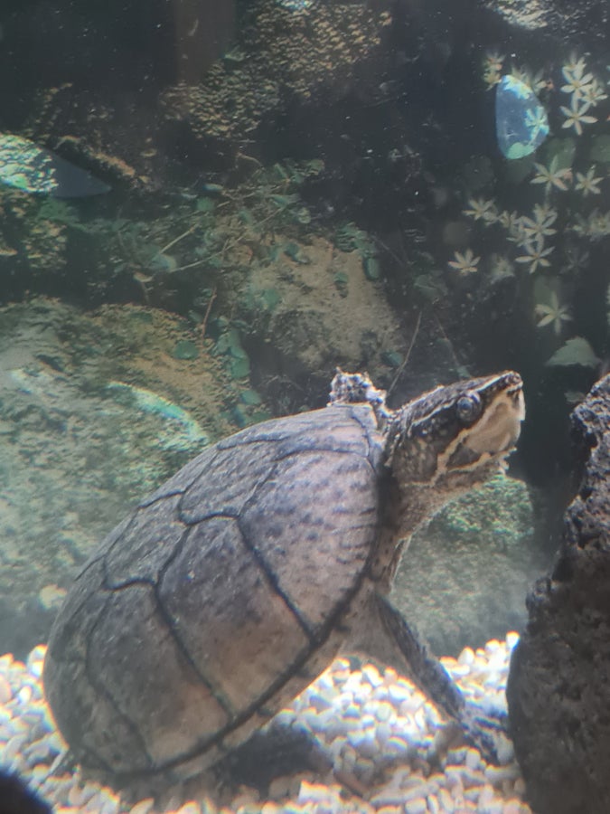 URGENT musk turtle rehoming