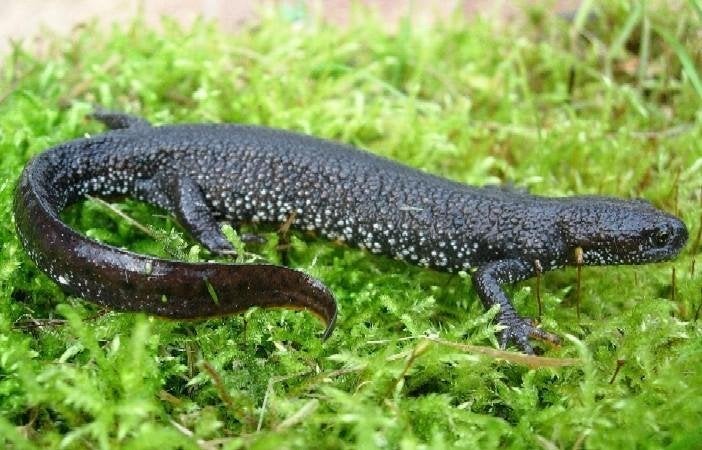 GREAT CRESTED NEWT EGGS FOR SALE