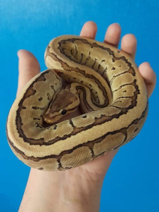Lesser Pinstripe Royal Python