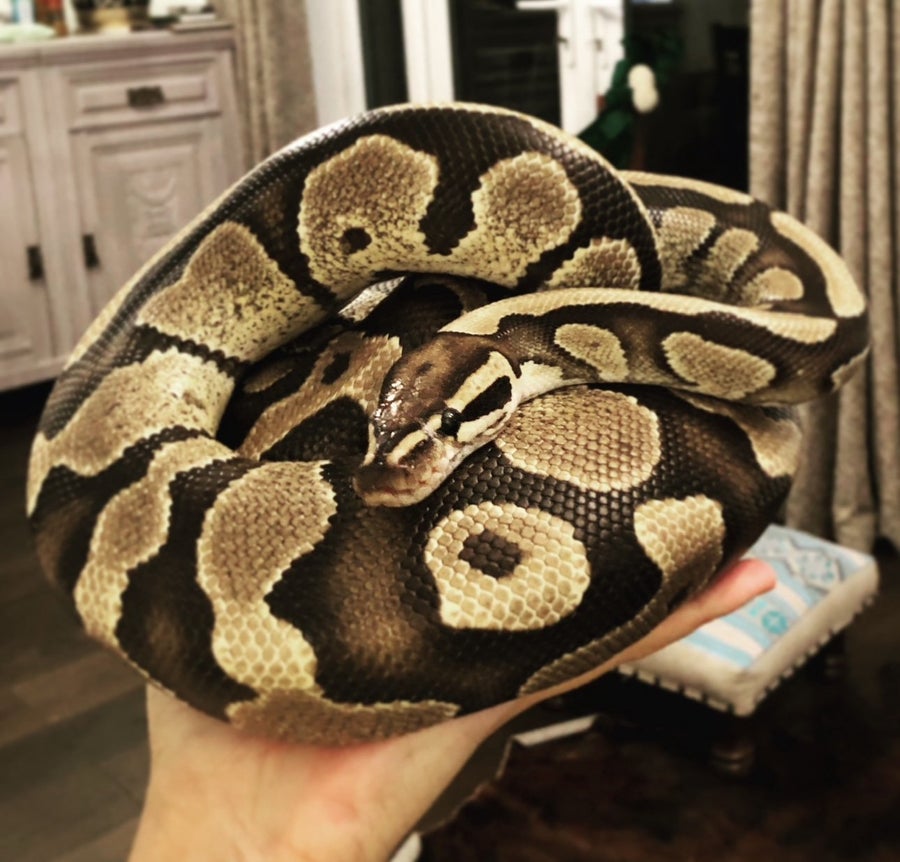 Fire morph ball python for rehome with 4ft viv and full set up