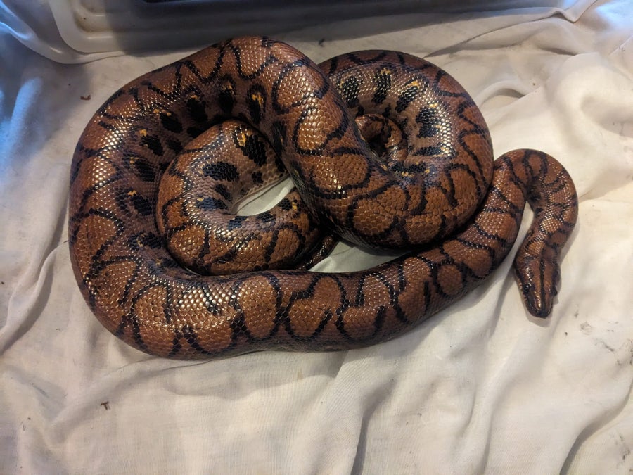 Looking for new home for Brazilian Rainbow Boa