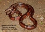 albocinctus.jpg