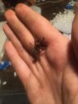 Hand Insect Arthropod Thumb Finger