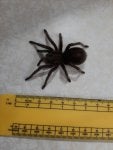 Arthropod Insect Spider Office ruler Arachnid