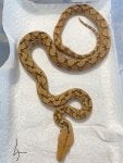 Snake Reptile Scaled reptile Terrestrial animal Python