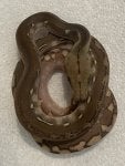 Snake Reptile Scaled reptile Serpent Terrestrial animal