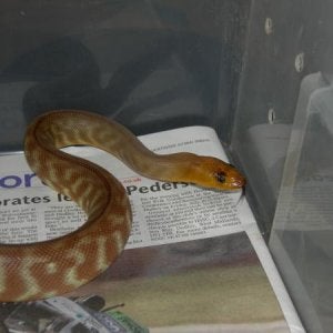Woma 2 Male 2011