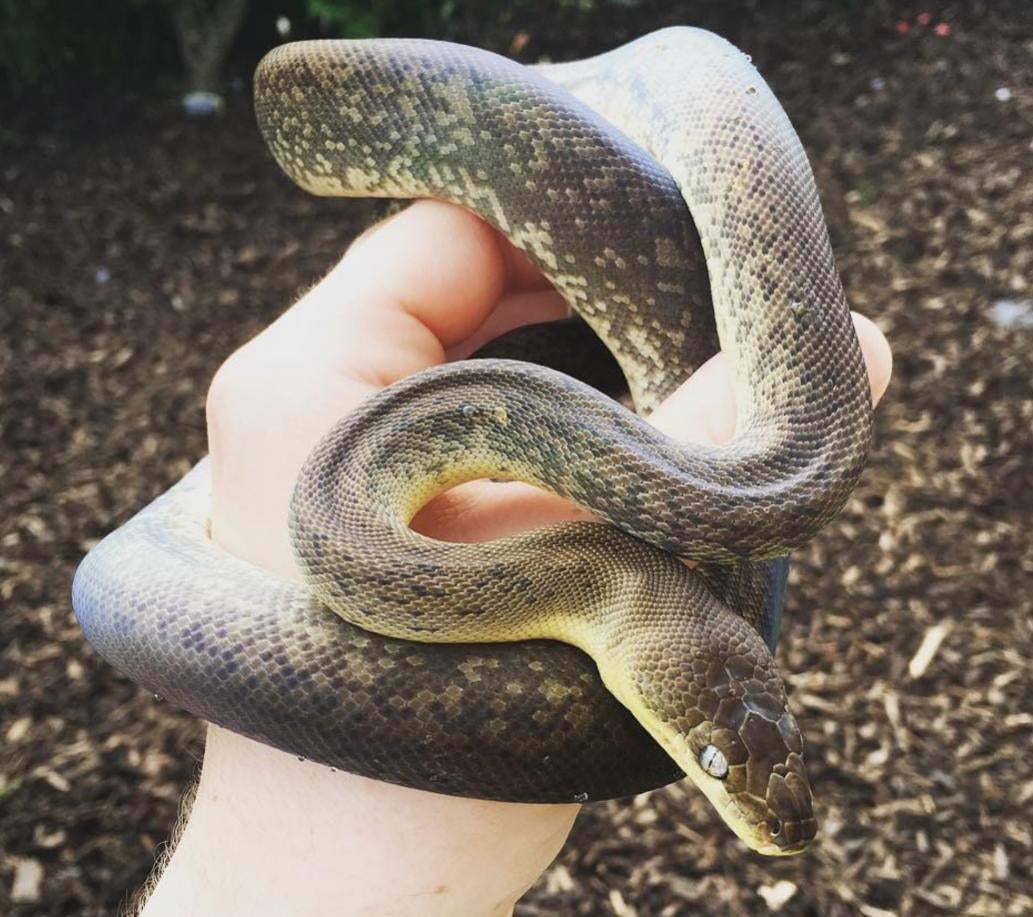 Scotland Macklots Python (Liasis mackloti) Female - Reptile Forums