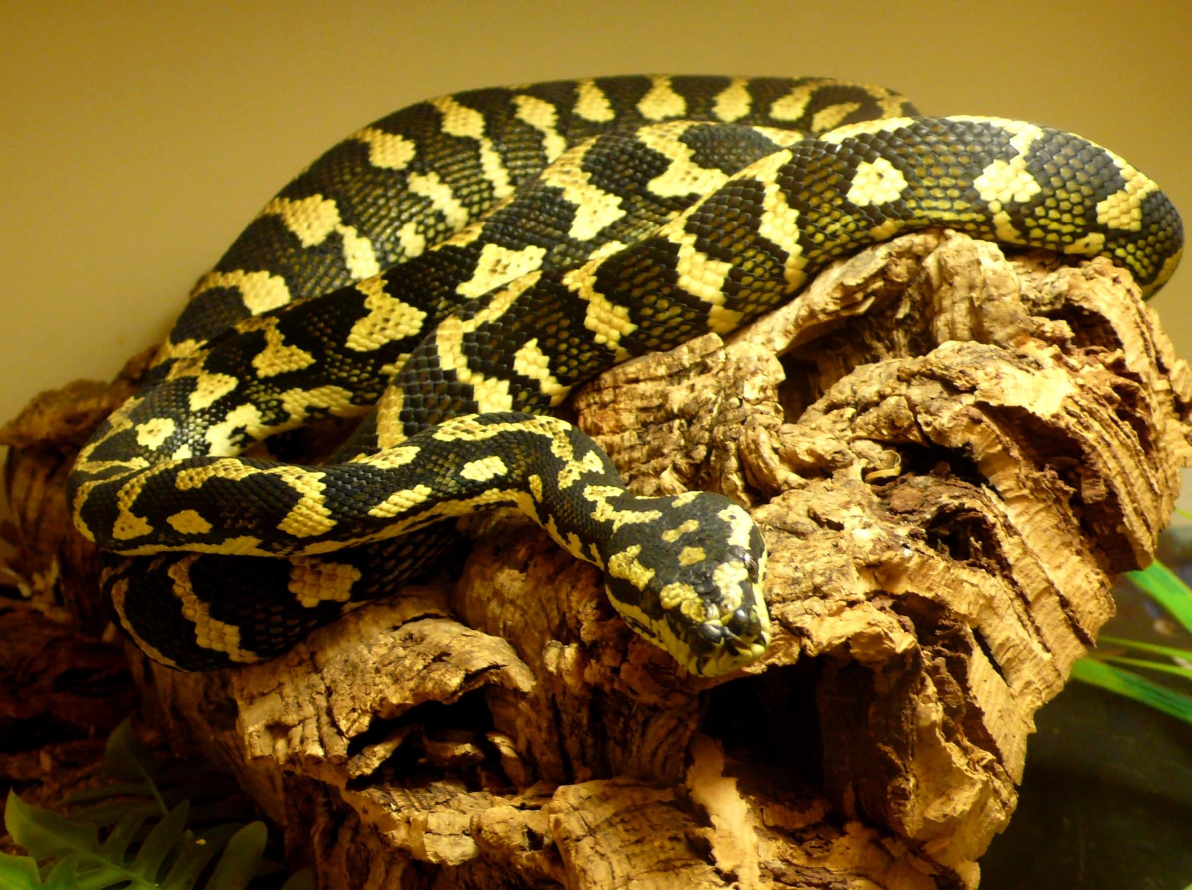 SW England Jungle Carpet Python - CB08 1.0 JCP - Reptile Forums